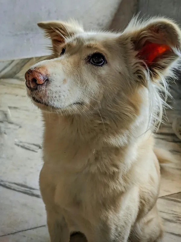 Chien heureux et détendu dans un jardin [démo]