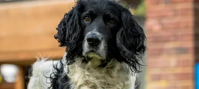 Chien détendu dans une suite lumineuse [démo]