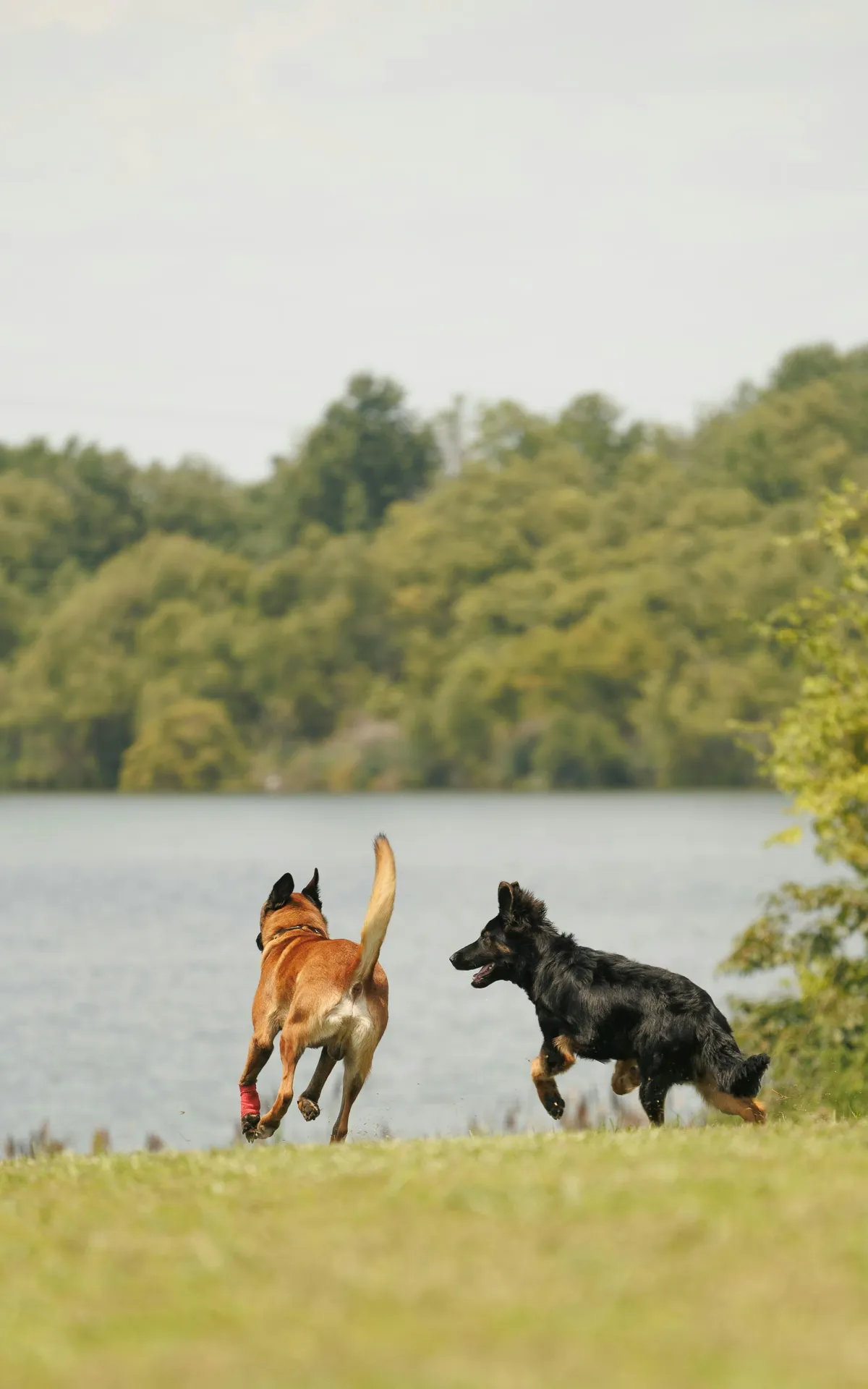 Chien explorant la nature [démo]