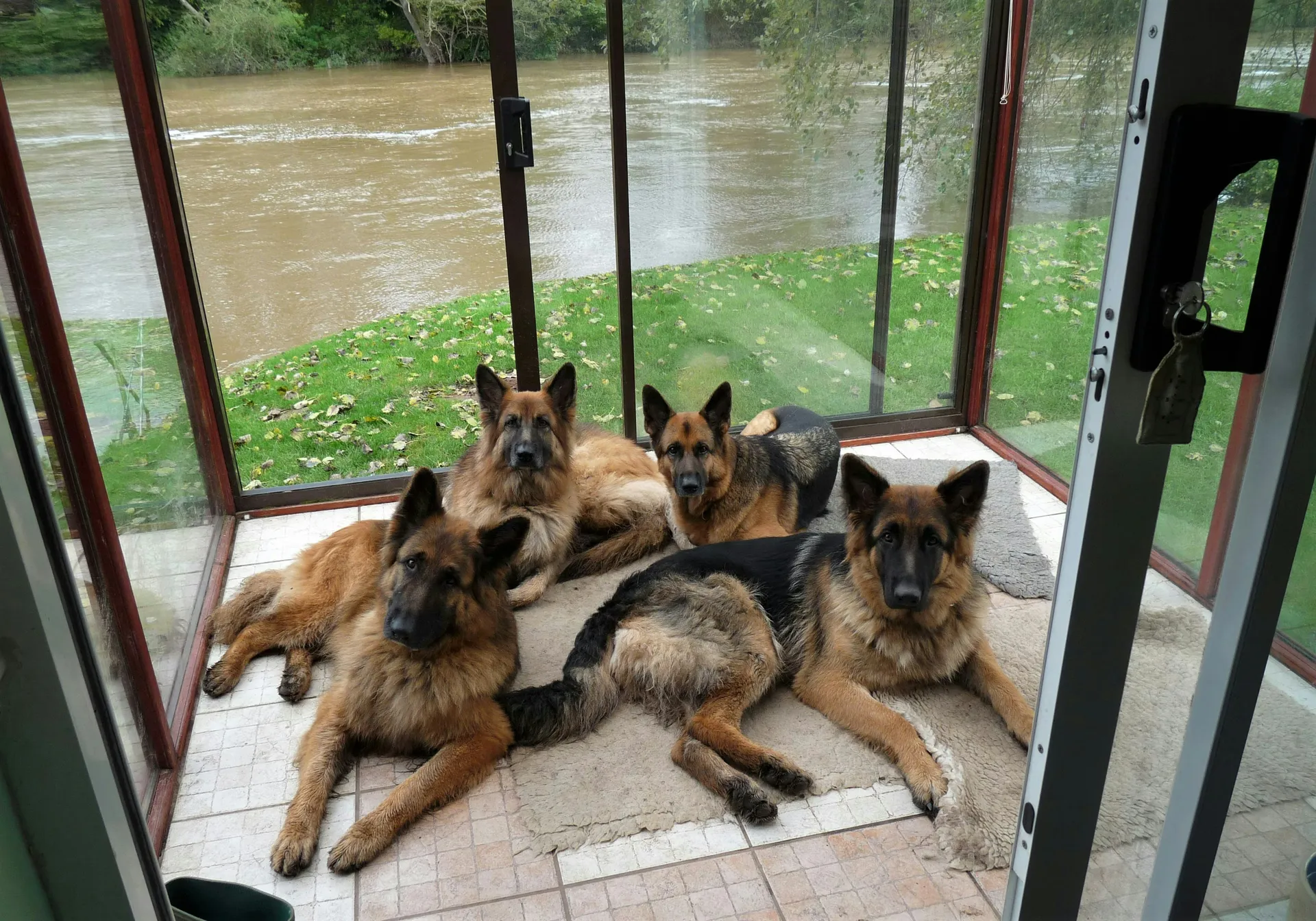 Chien heureux en extérieur [démo]