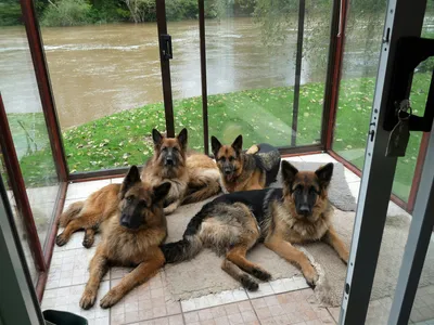 Chien détendu dans sa suite [démo]