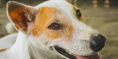 Chien nageant dans une piscine de luxe [démo]