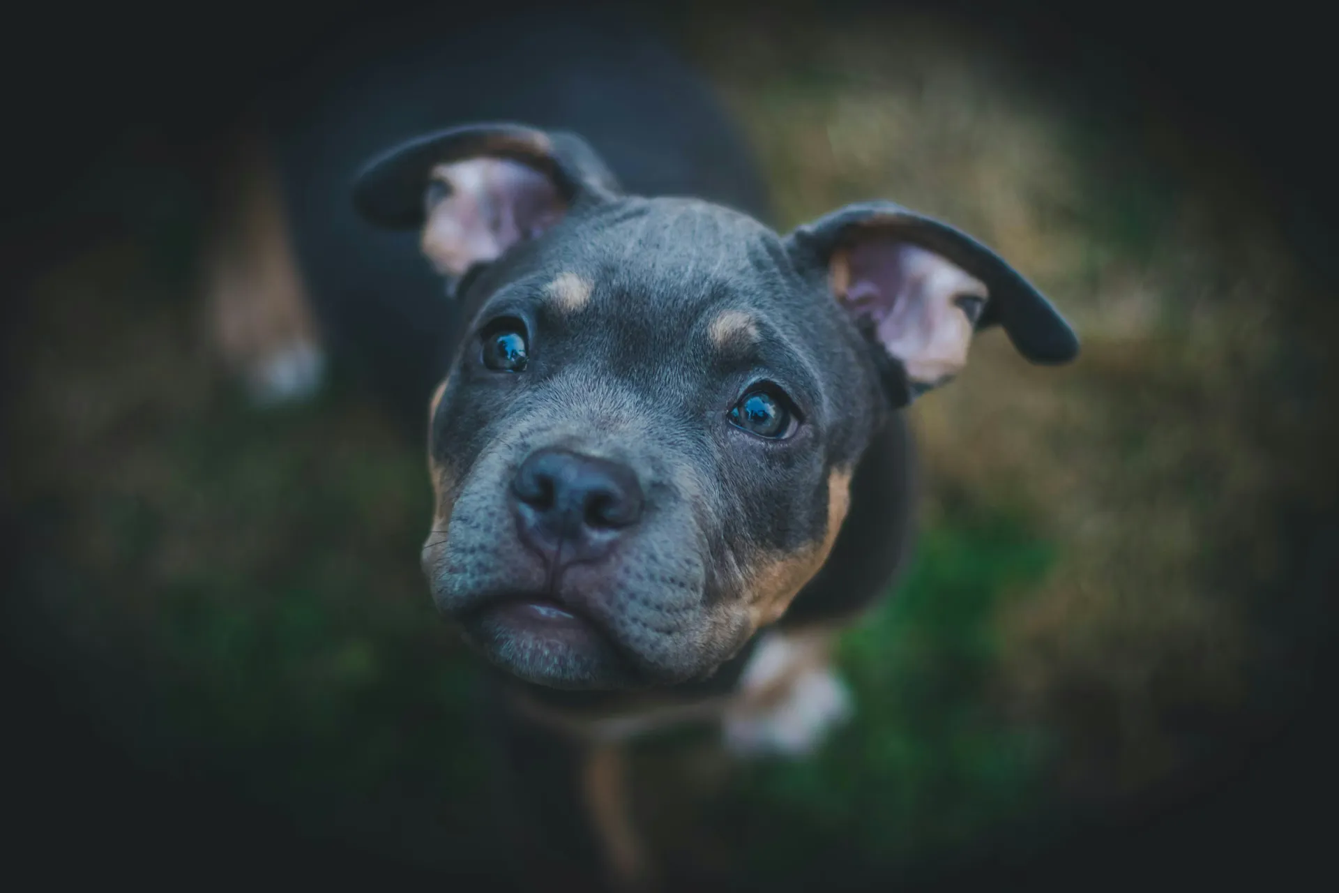 Chien dans jardin sensoriel [démo]