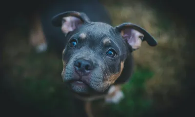 Chien sur un canapé luxueux dans une suite [démo]