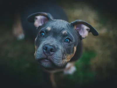 Chien jouant dans le jardin [démo]