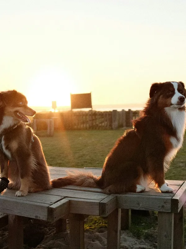 Chien dans une suite luxueuse [démo]