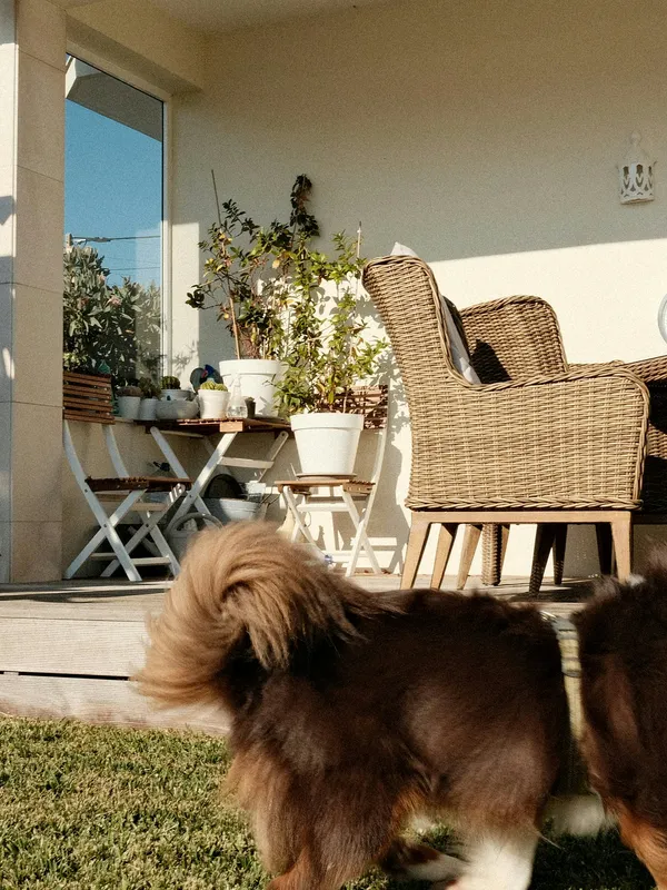 Chien heureux en hébergement luxe [démo]